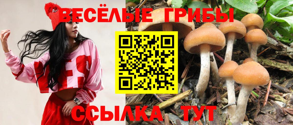 Кашира  Псилоцибиновые грибы MAGIC MUSHROOMS  Вход с VPN  Псилоцибиновые грибы Magic Shrooms 